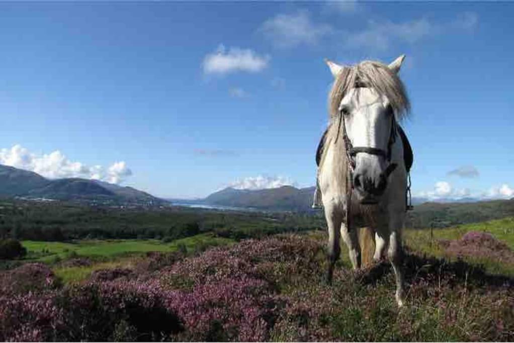 Wild Nurture Eco Luxury Offgrid Log Cabin Fort William Zewnętrze zdjęcie